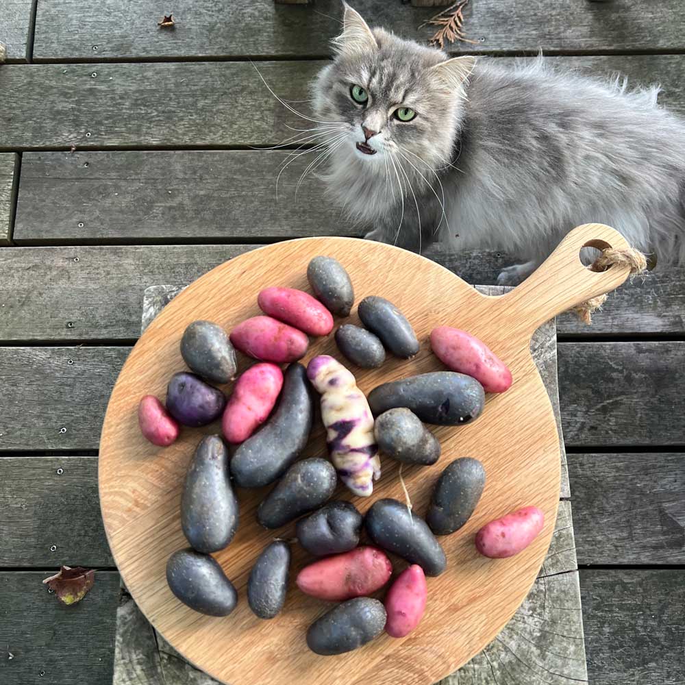 Kartoffeln mit Kater JACK