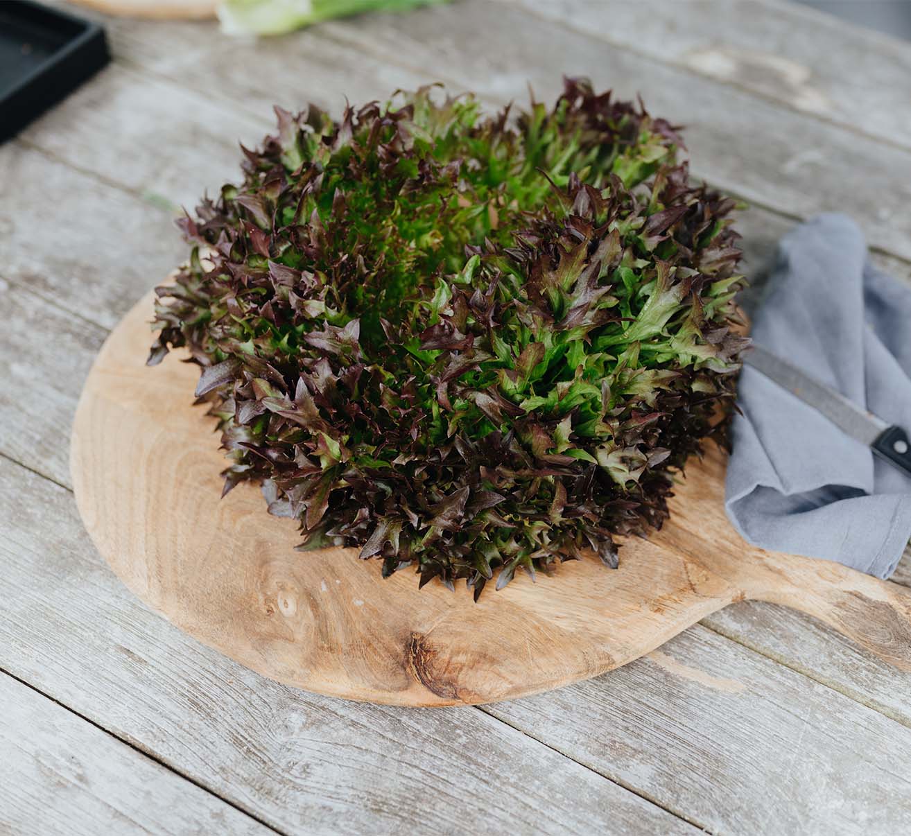 Endivie und Zuckerhut