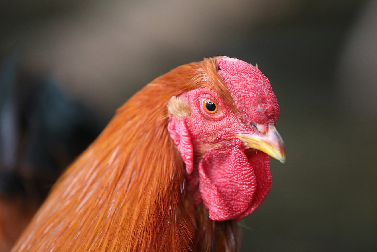 Die 3 bedeutendsten Hühnerkrankheiten