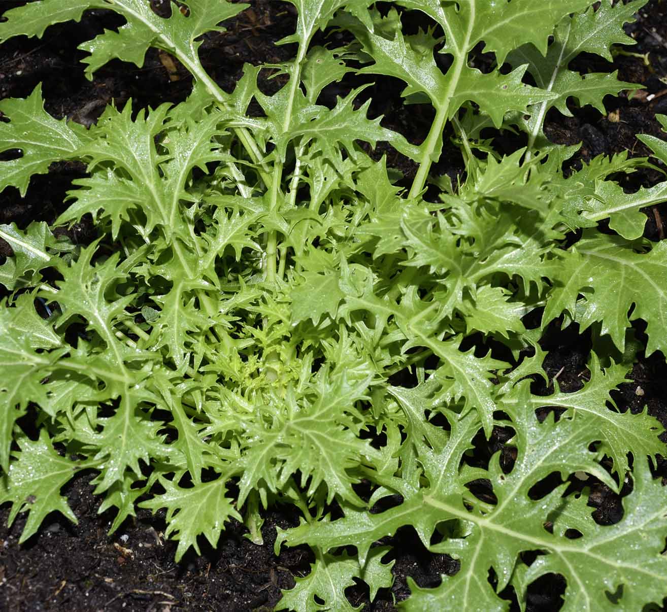 Asiasalat im eigenen Garten anbauen