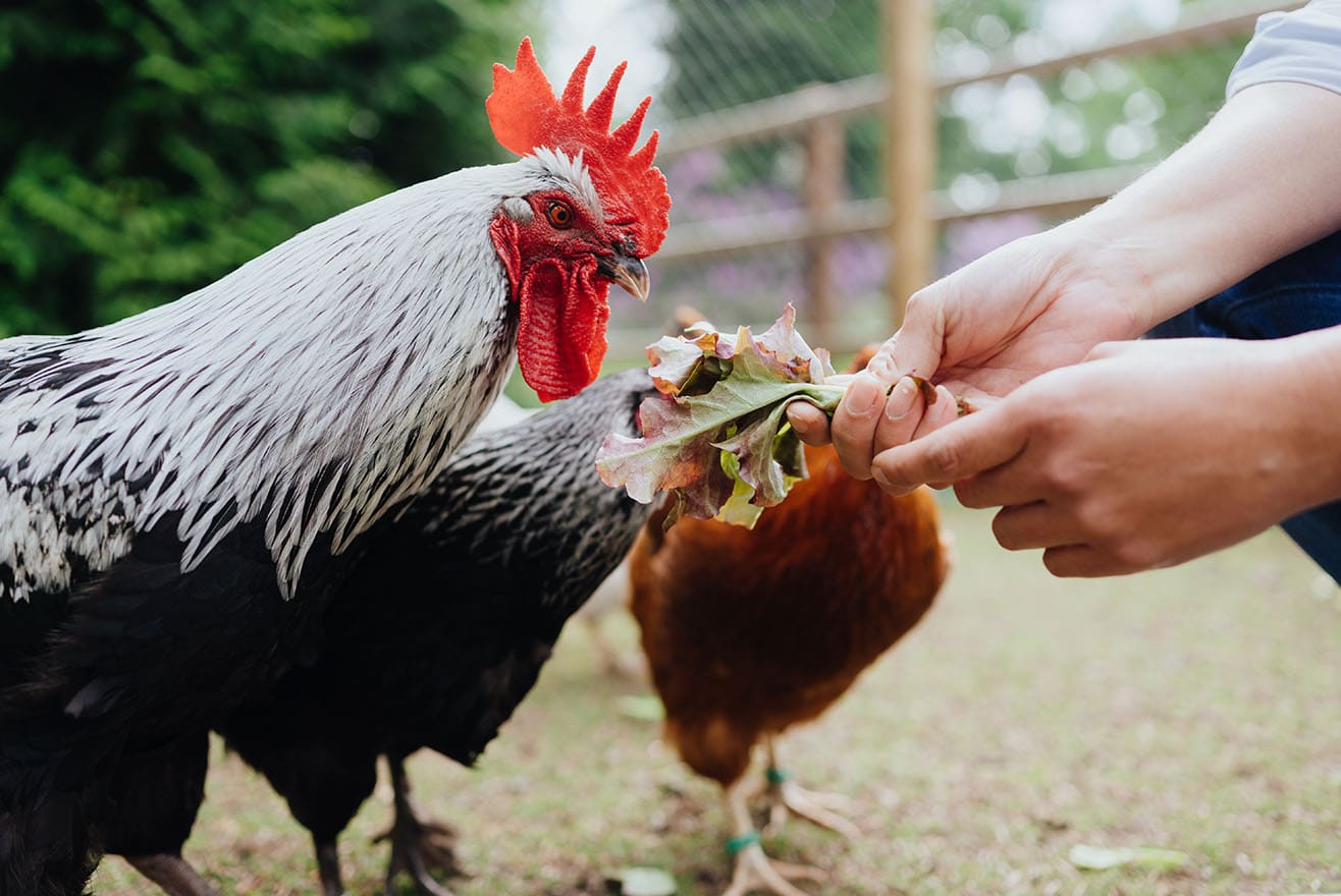 Dürfen Hühner Tomaten fressen?