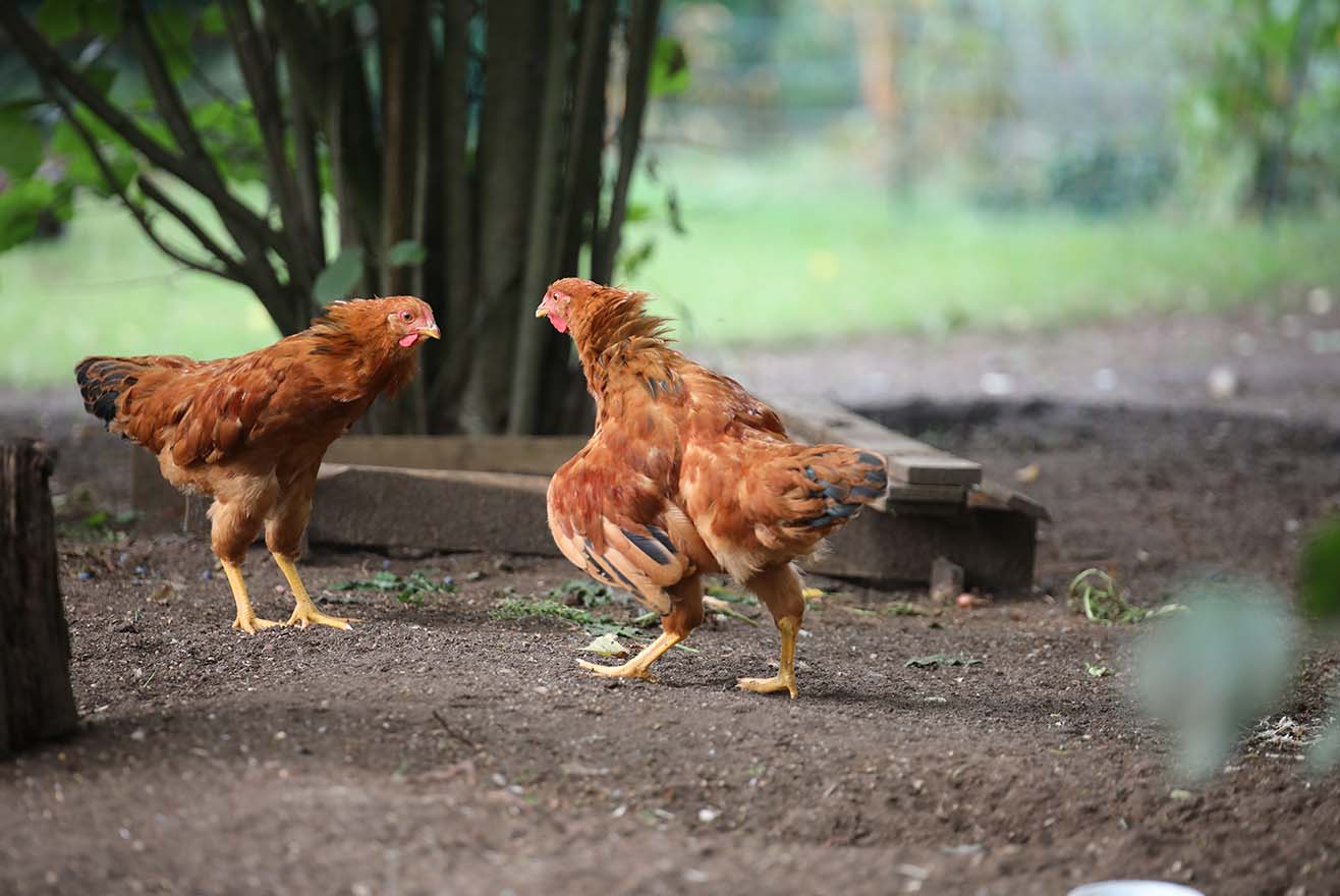 Gegenseitiges Bepicken