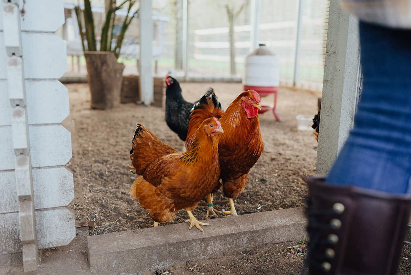 Gefahren für Hühner