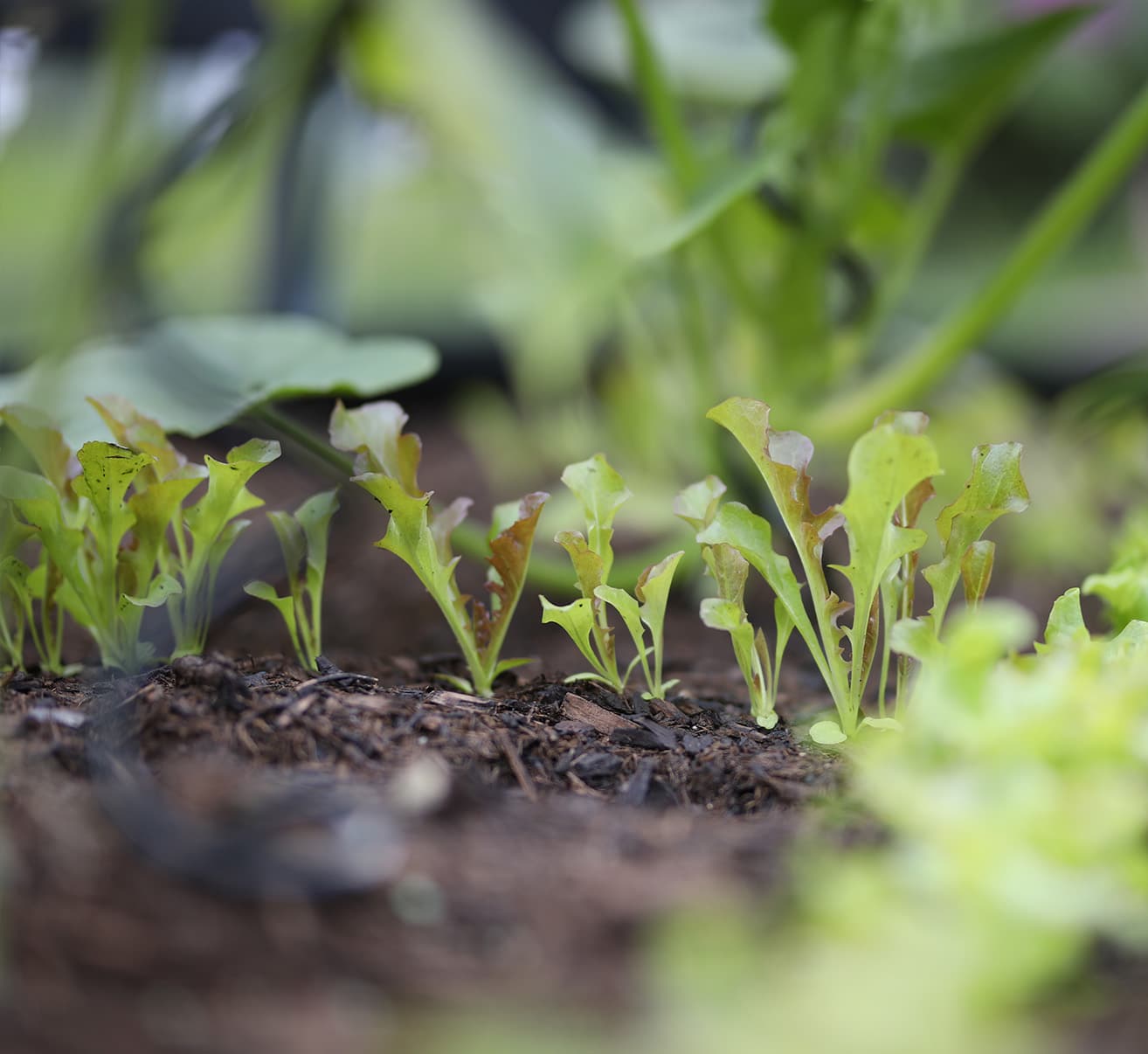 Ein Gemüse Beet anlegen