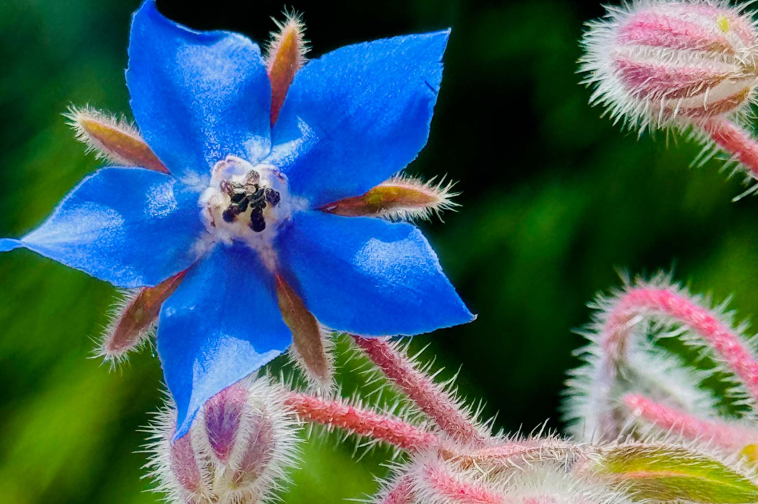 Sommerlicher Gurkenspaghettisalat mit Borretsch