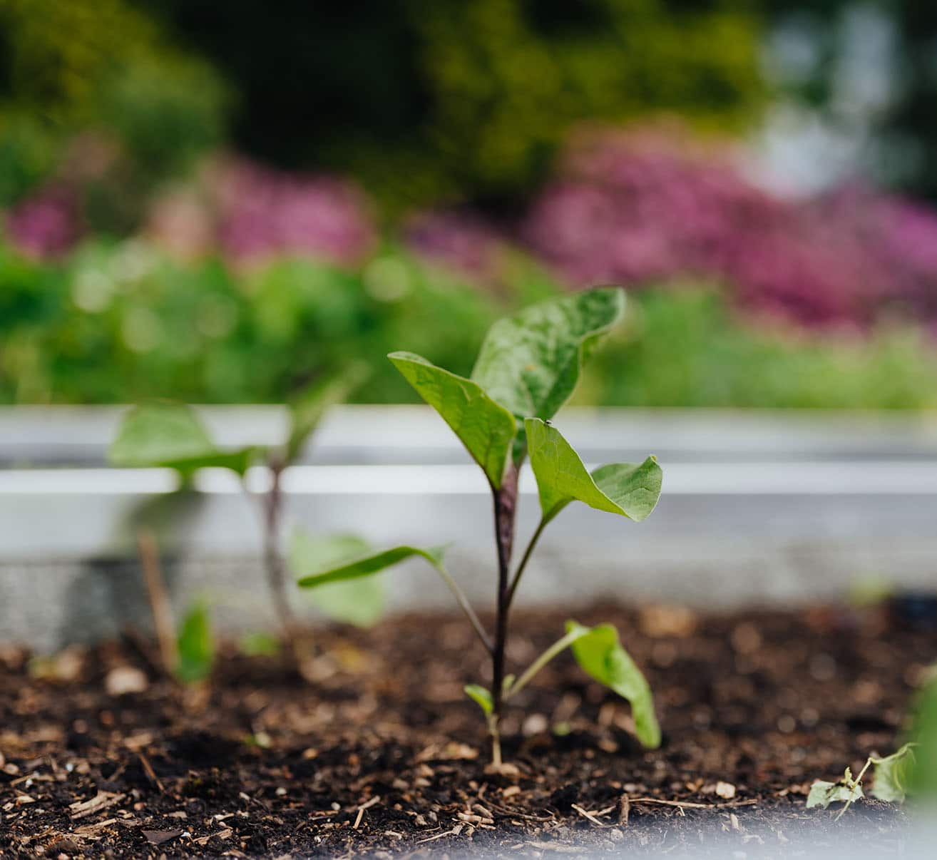 Die wärmeliebenden Pflanzen