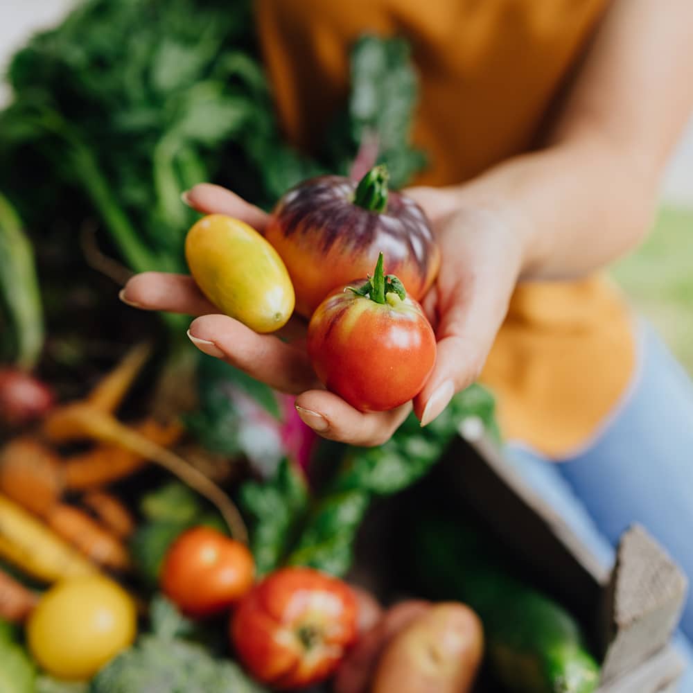 Tomatenanzucht Tutorial