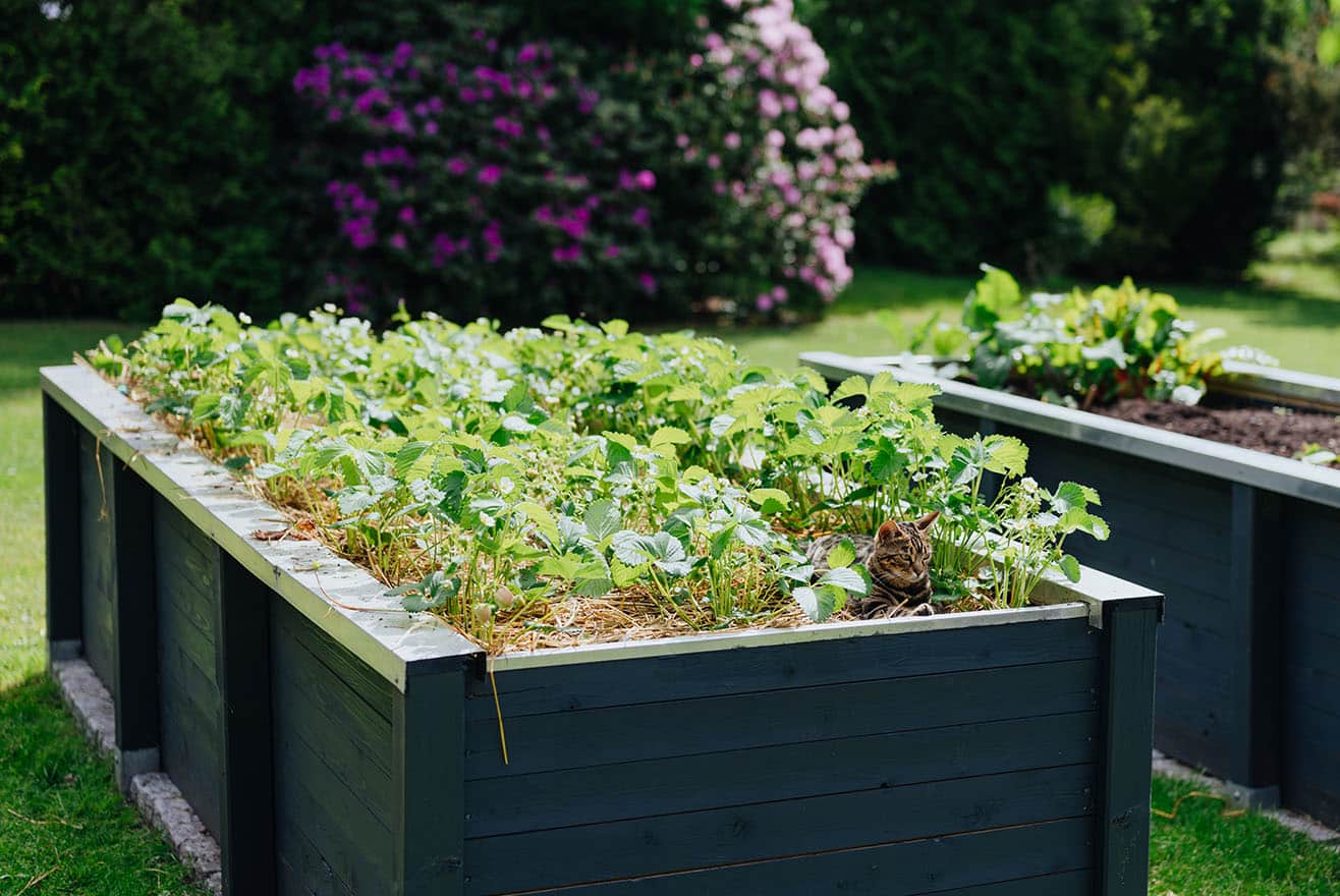 Was macht ein Hochbeet aus?