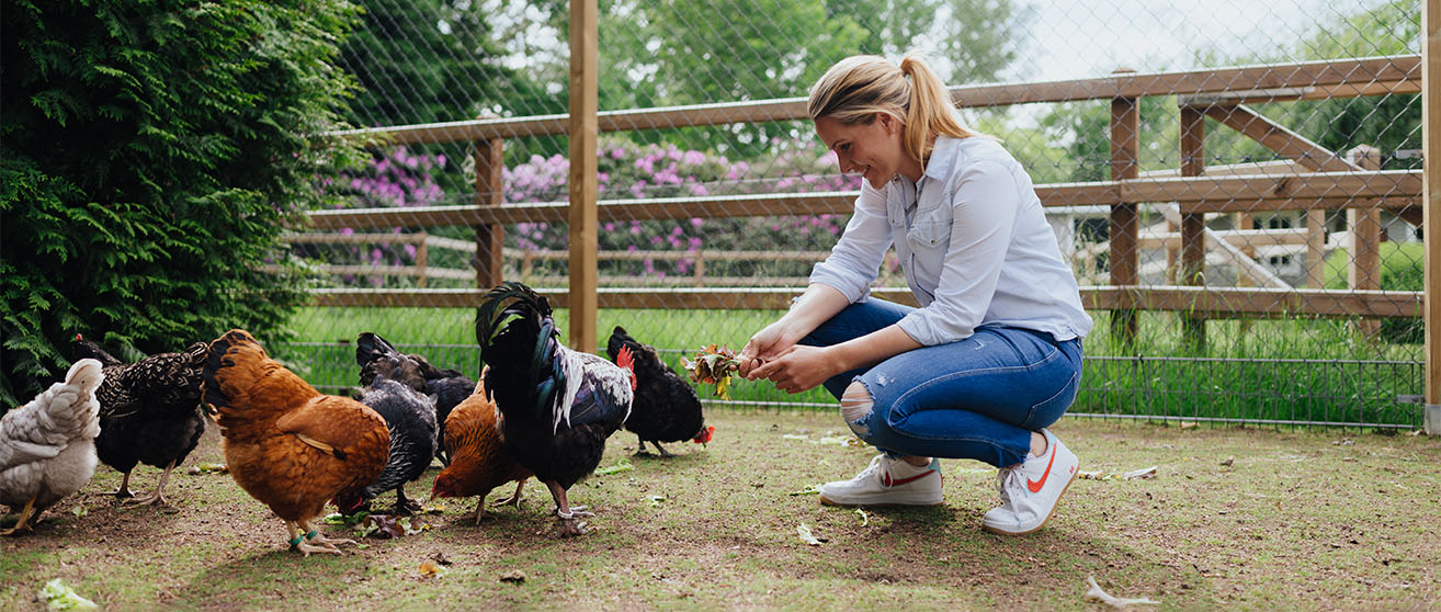 Hühner kaufen