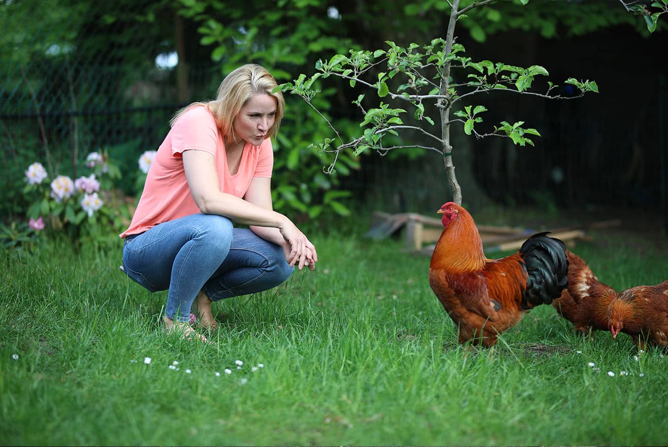 Gesunde Hühner im Garten