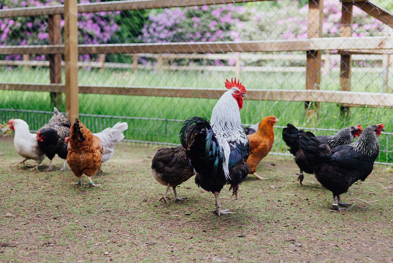 Huhn Rassen Eigenschaften