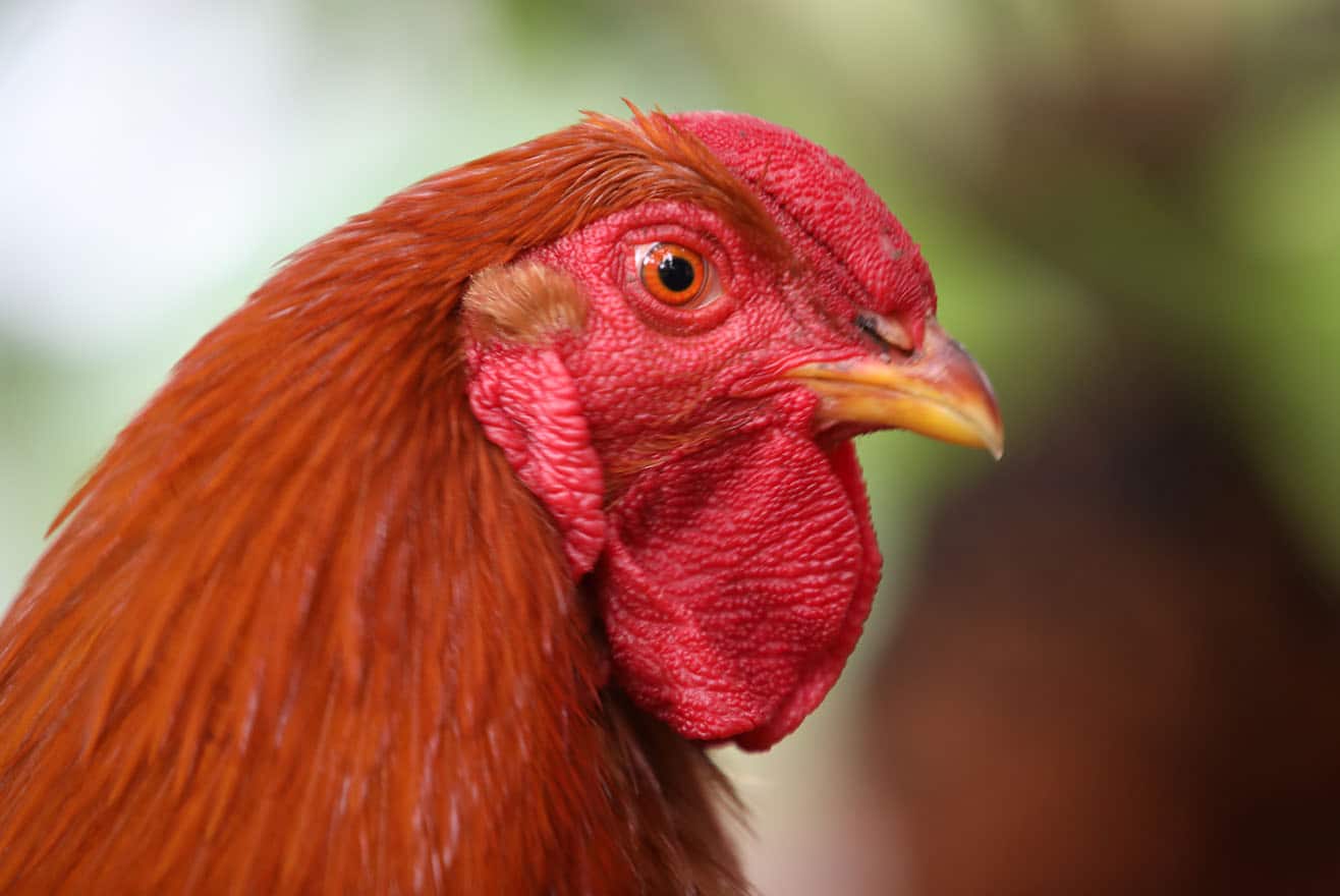 Huhn Newcastle Krankheit impfen