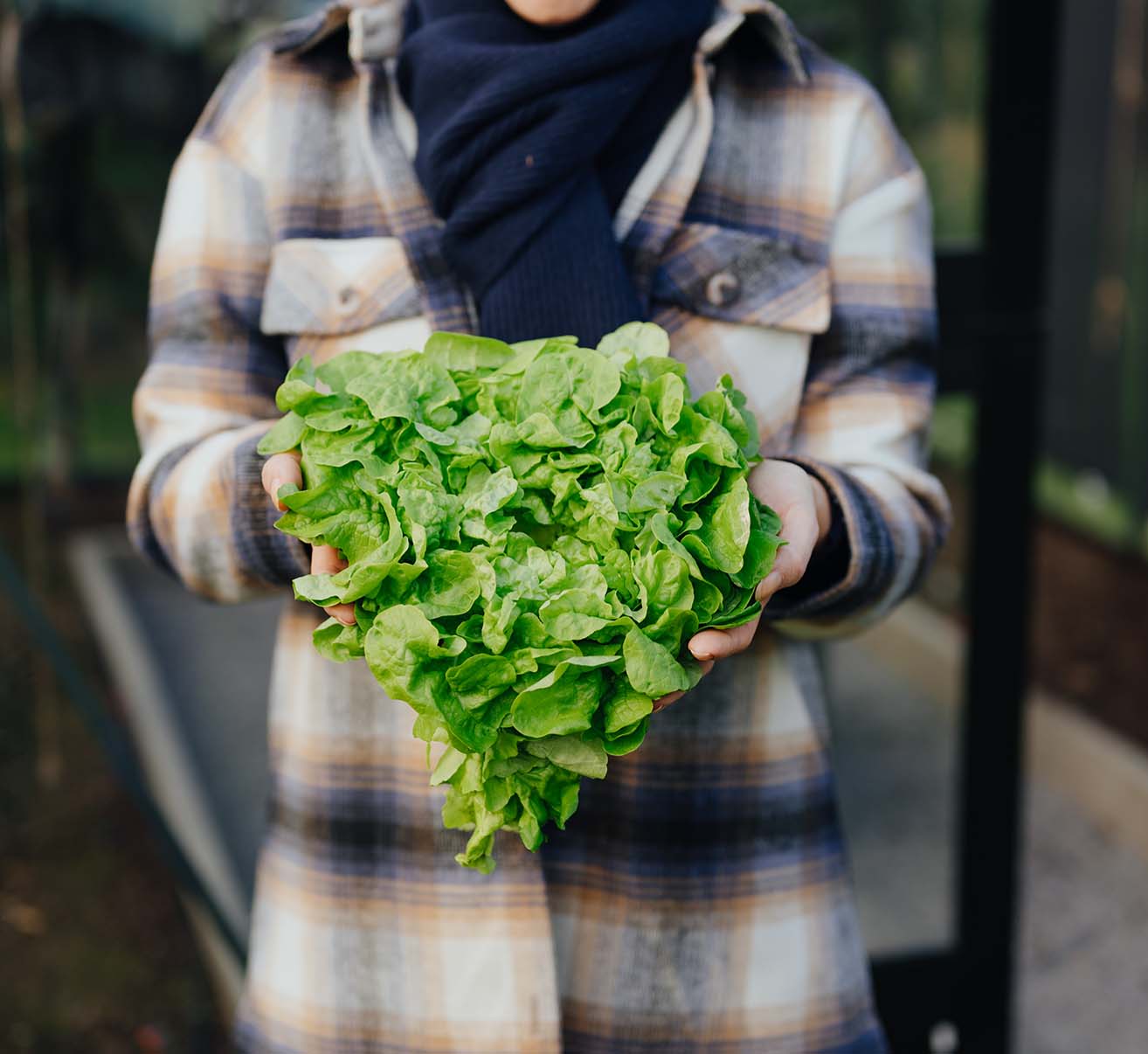 Kopfsalate selber anbauen