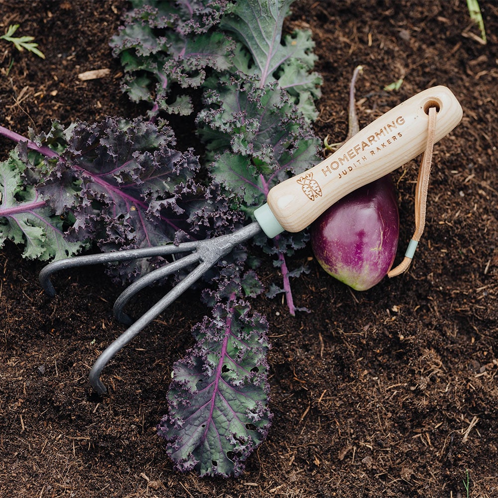 Lockermacher ganz im Beet mit Gemüse