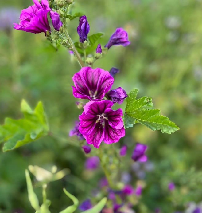 Malvenblüte