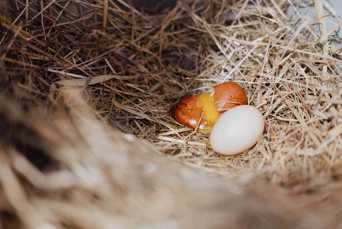 Ursachen für dünne Eischalen