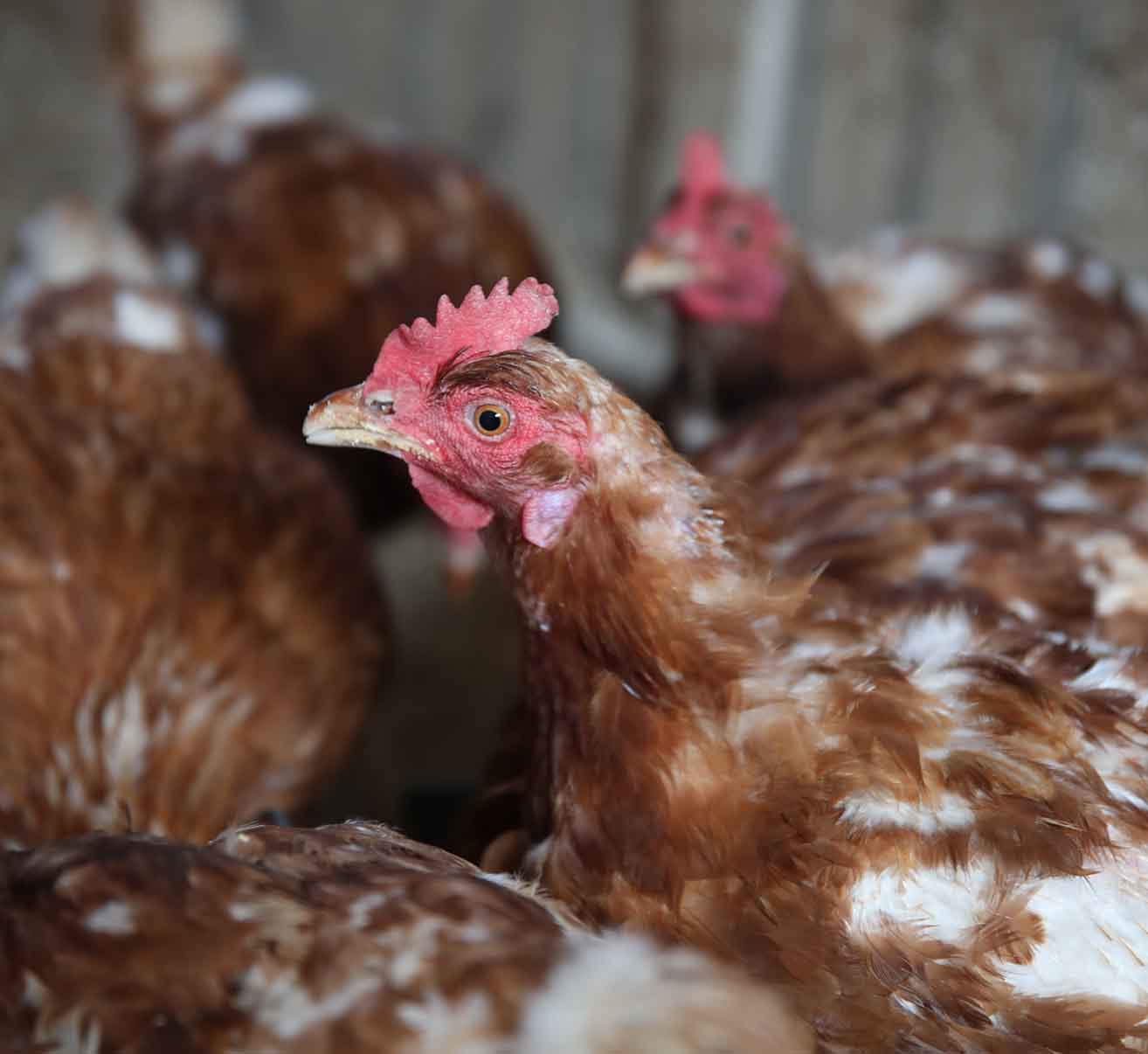 Tipps für die Mauser