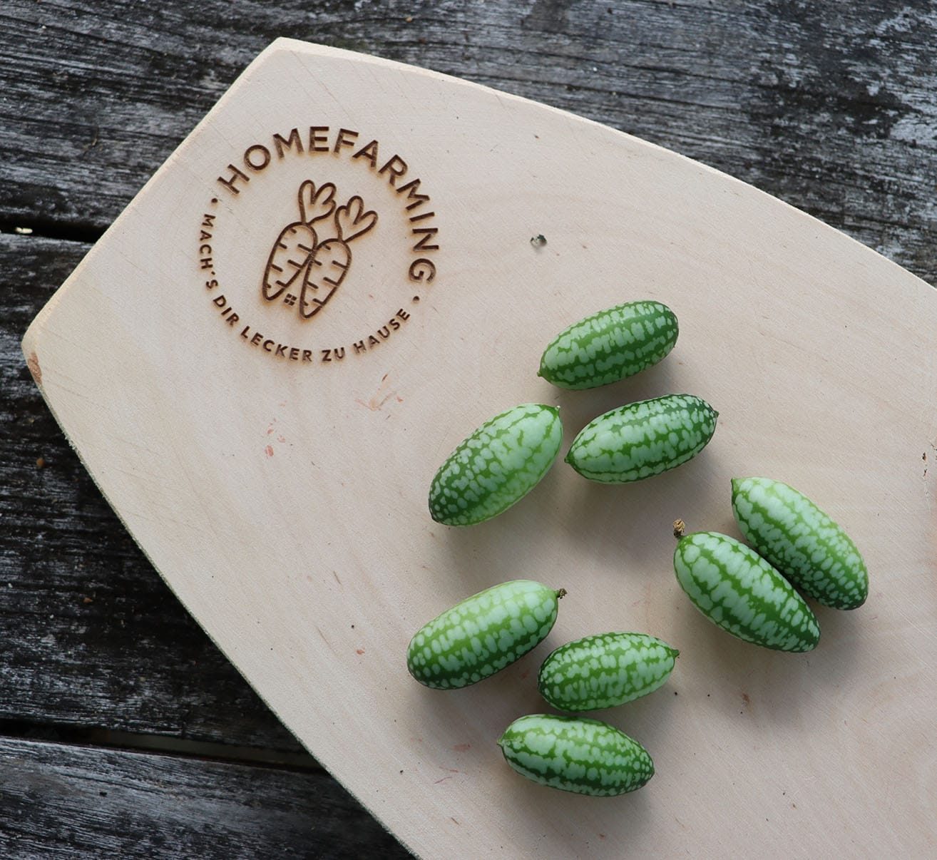 Mexikanische Minigurke selber anbauen