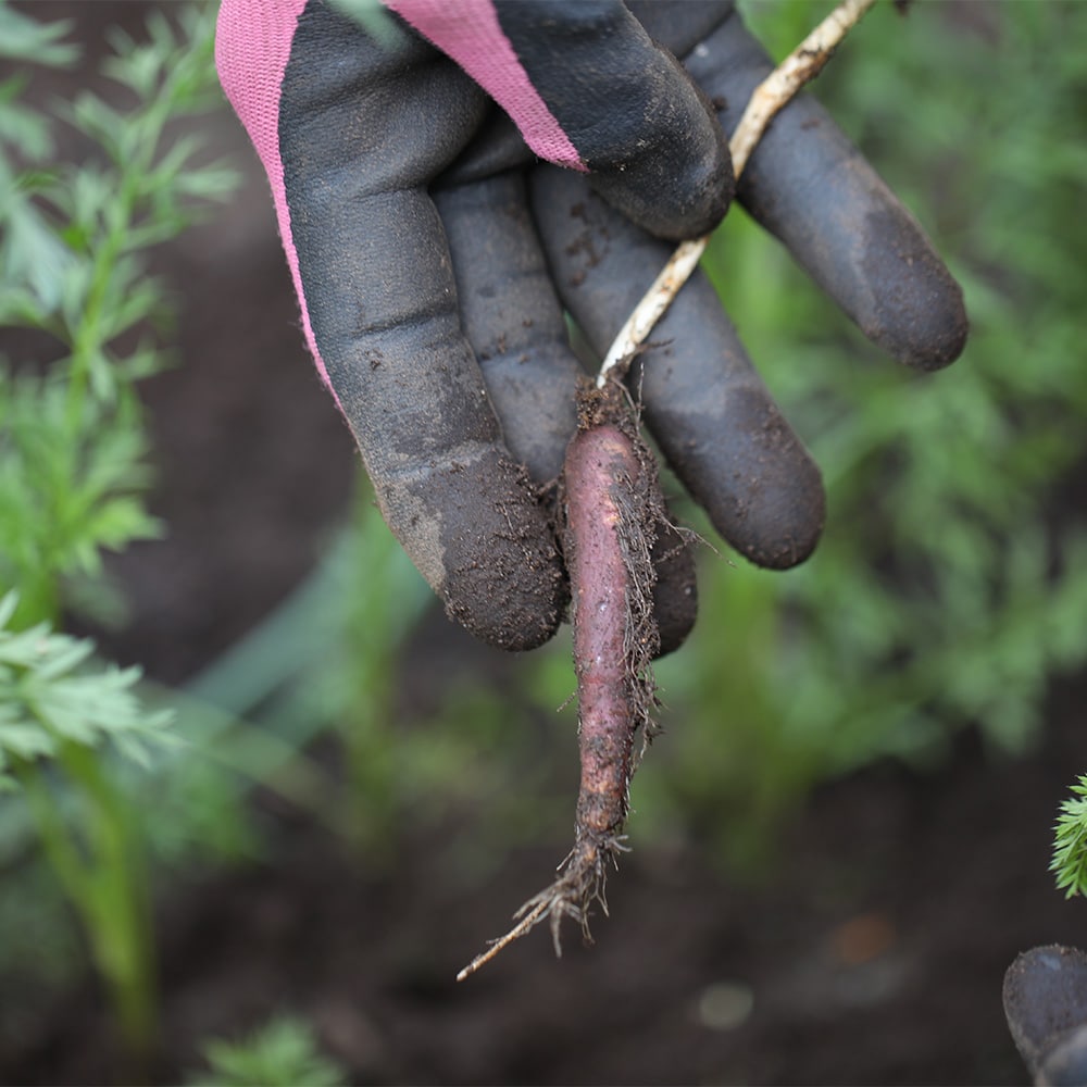 Mhren im eigenen Garten anbauen | Homefarming