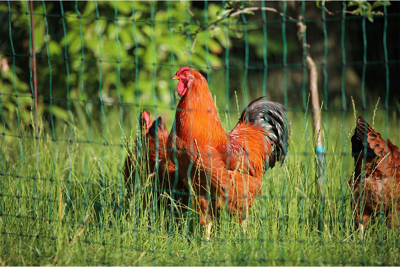 Nachbarschaftsliebe im Hühnergarten