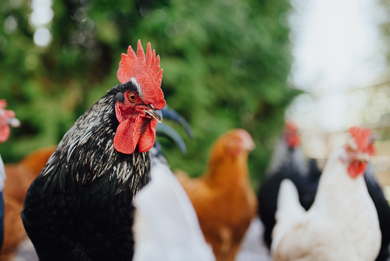 Schöne Namen für Hühner