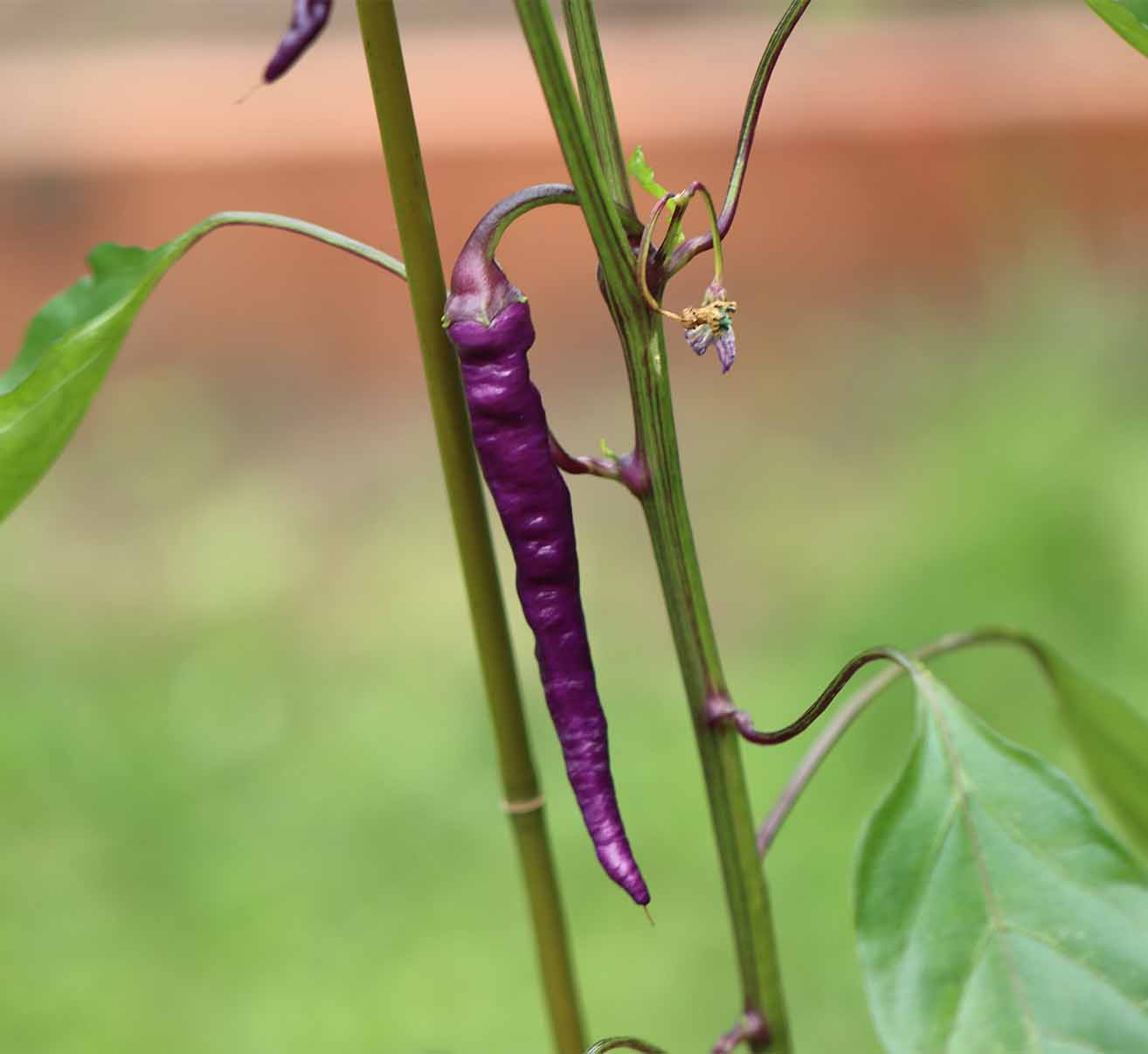 Peperoni selber anbauen