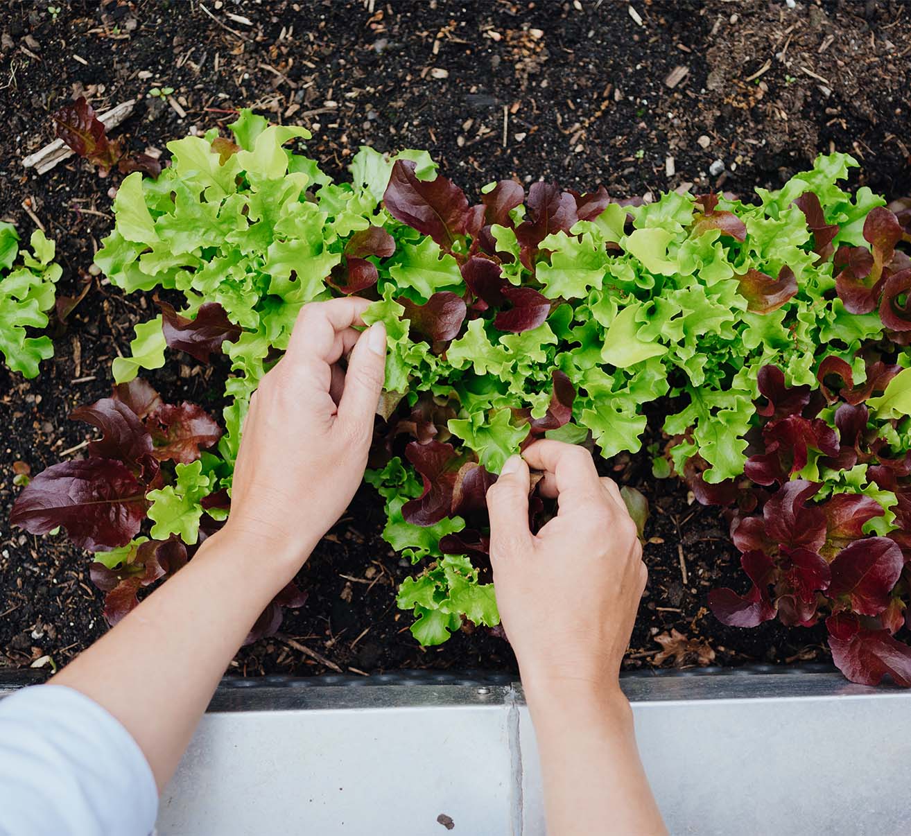 Pflück- und Schnittsalat selber anbauen