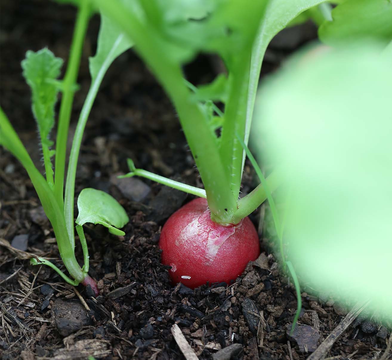 Radieschen selber anbauen