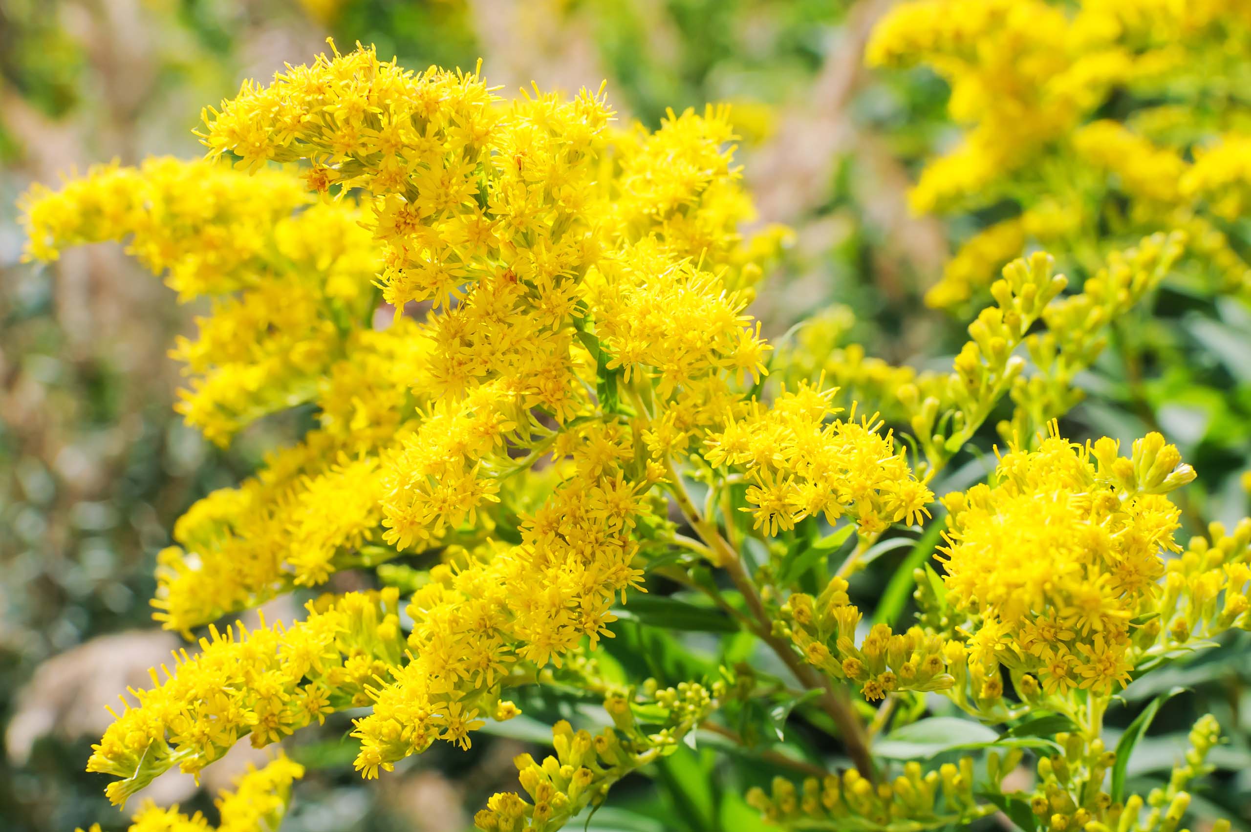 Goldruten­blüten-Wein Rezept