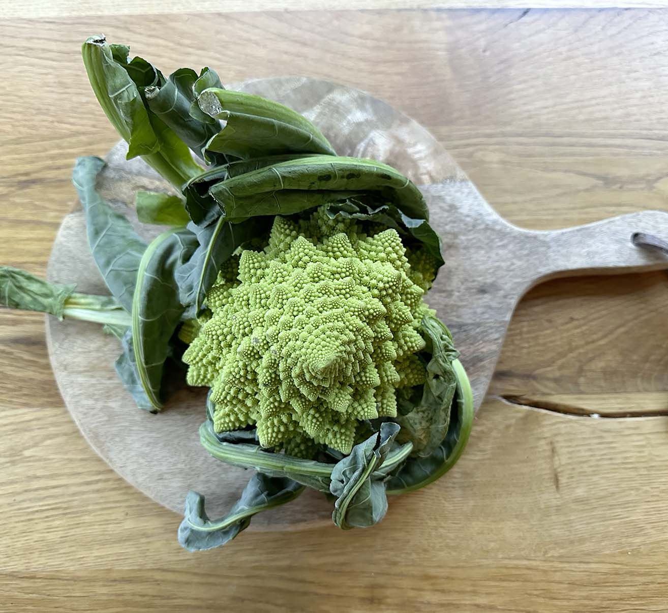 Romanesco selber anbauen
