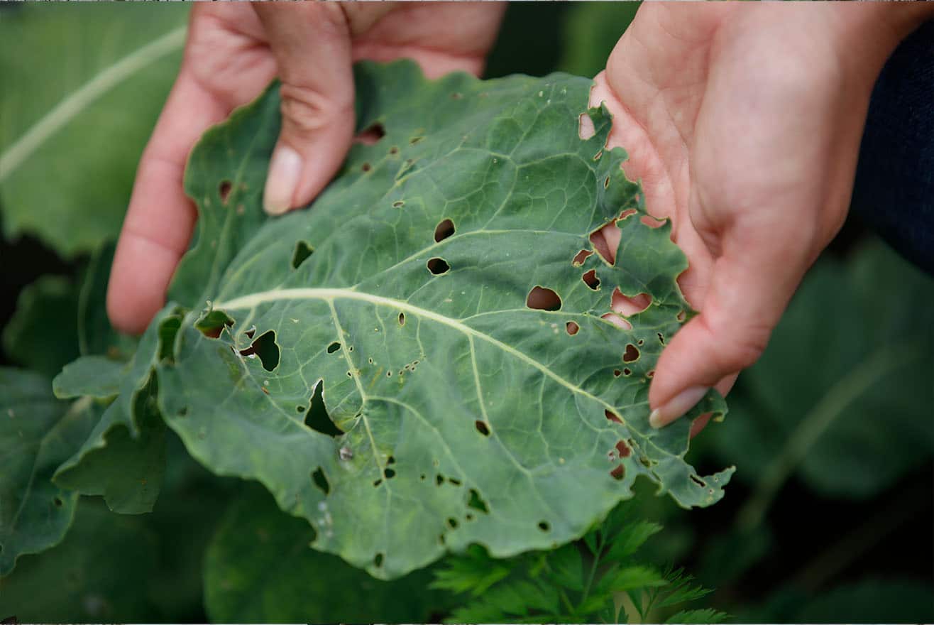 Schädlinge im Garten