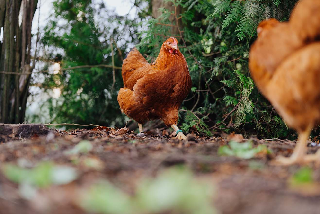 Schwarzkopfkrankheit