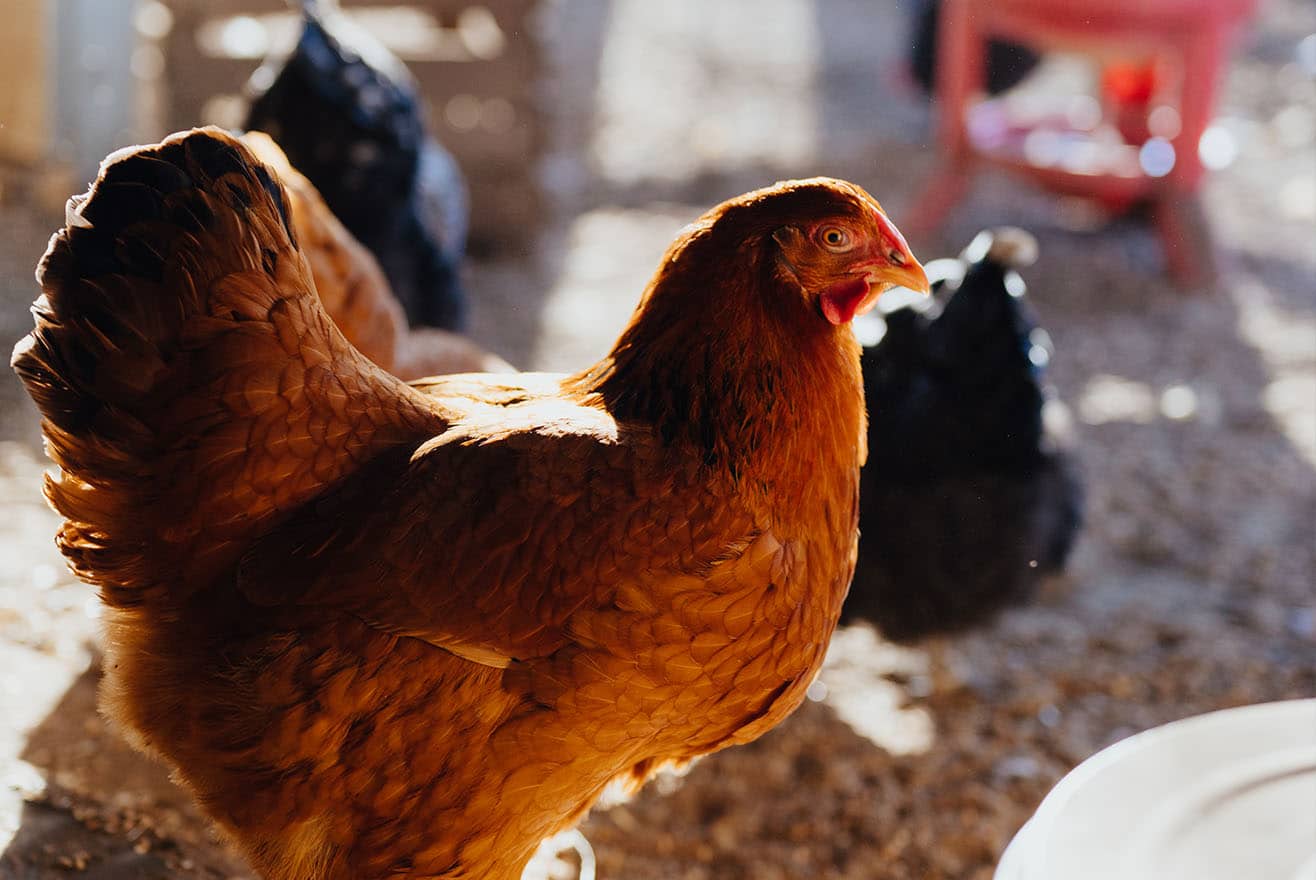 Sommer im Hühnerstall