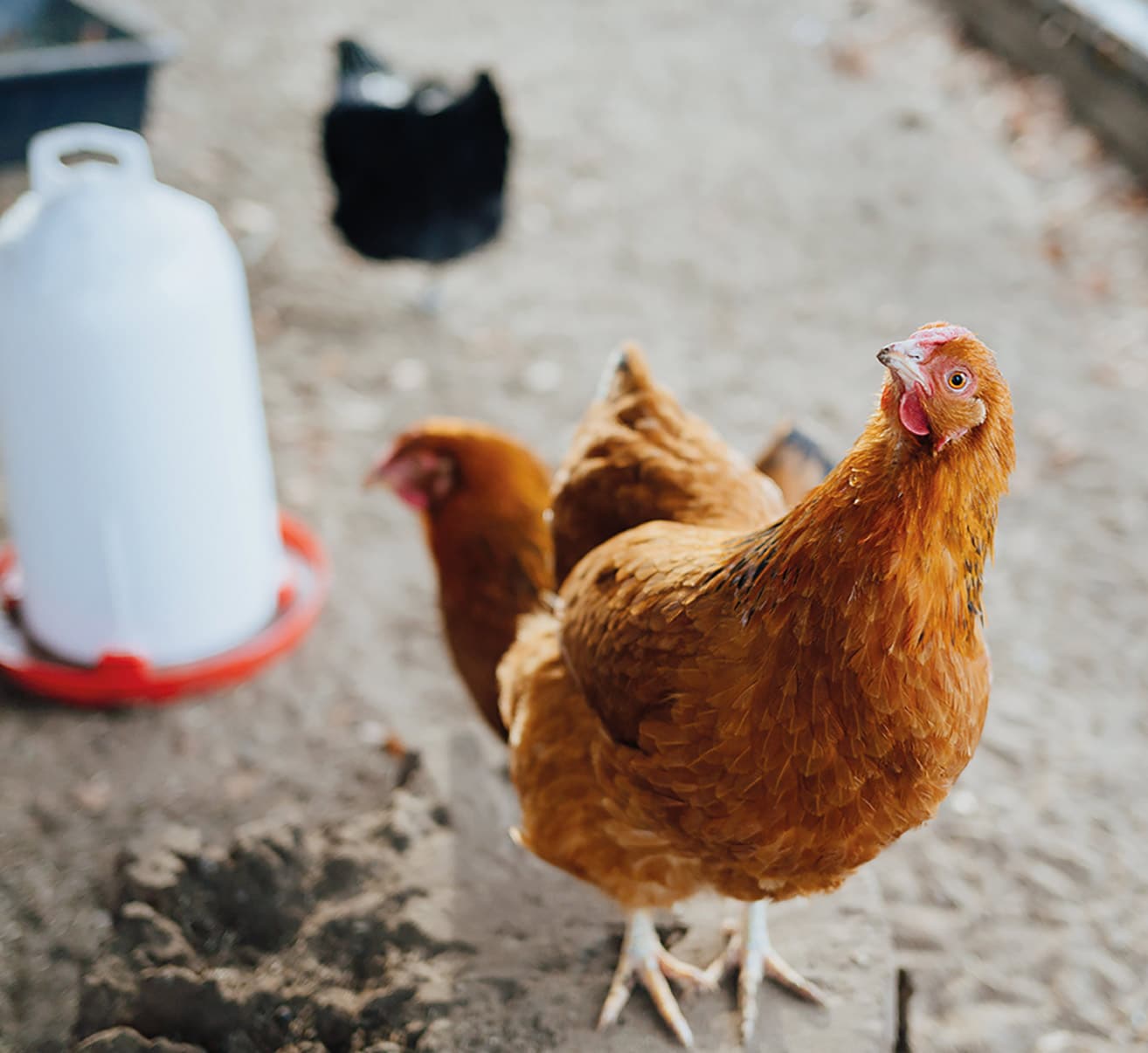 Stallpflicht wegen Geflügelpest