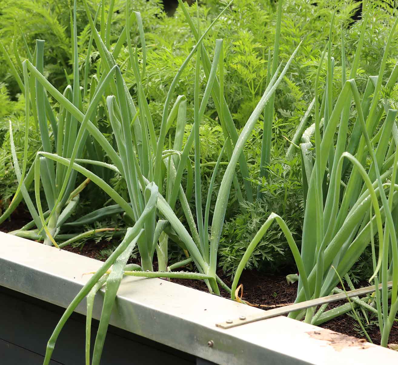 Lagergemüse Hochbeet