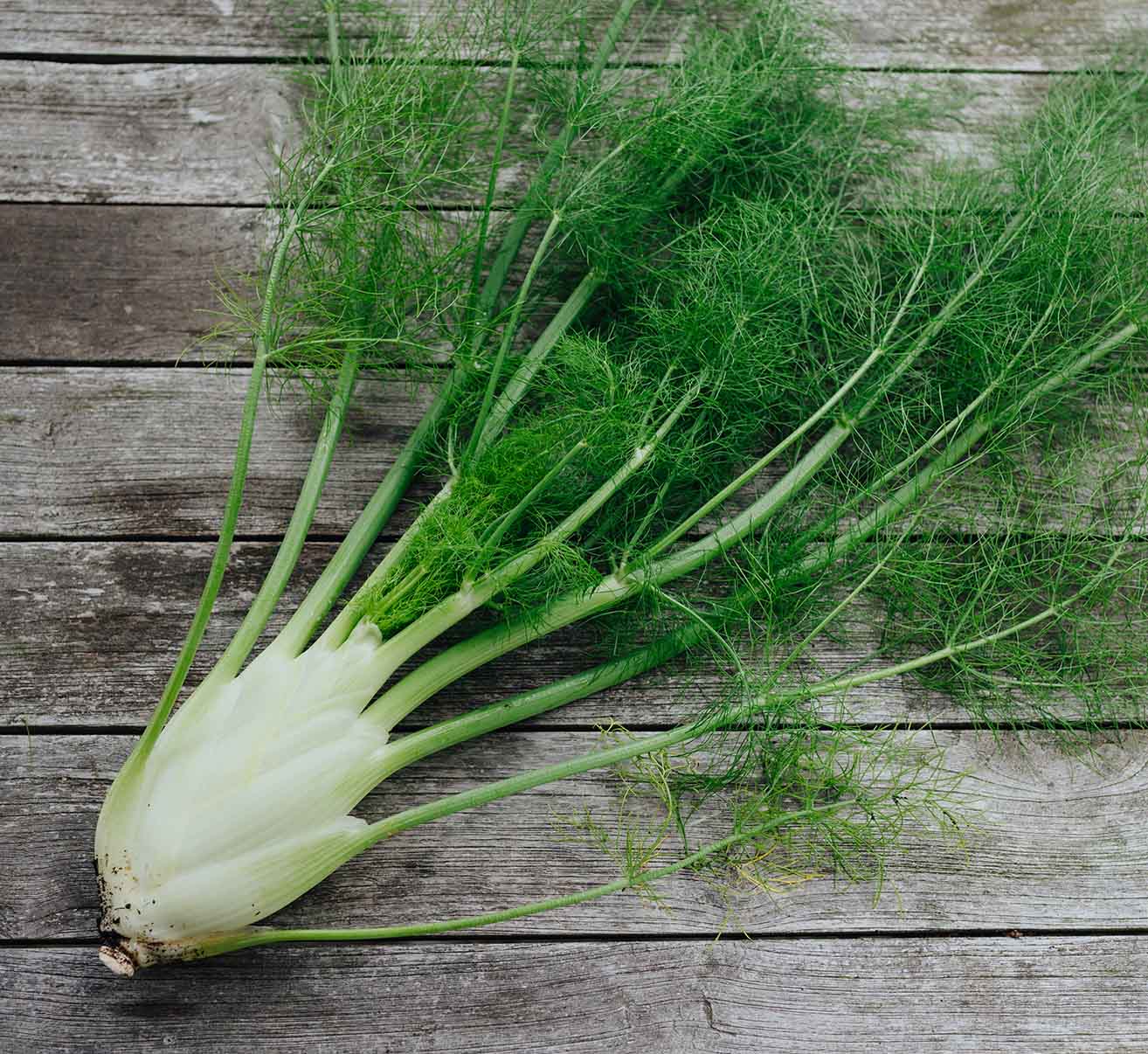 Knollenfenchel selber anbauen