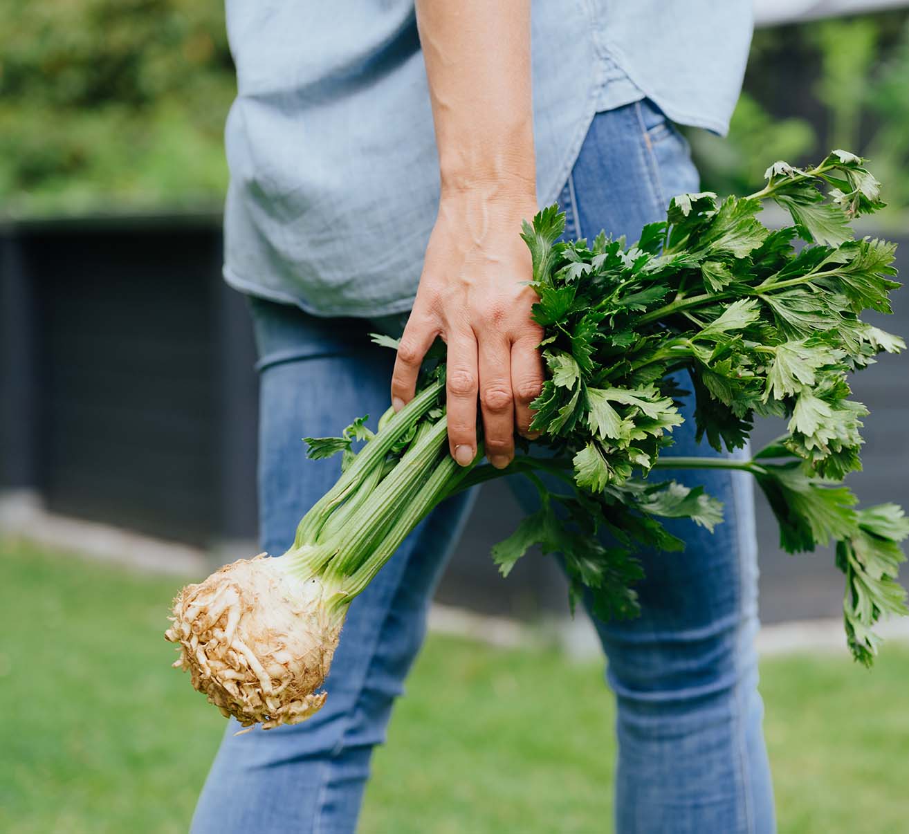 Knollensellerie selber anbauen