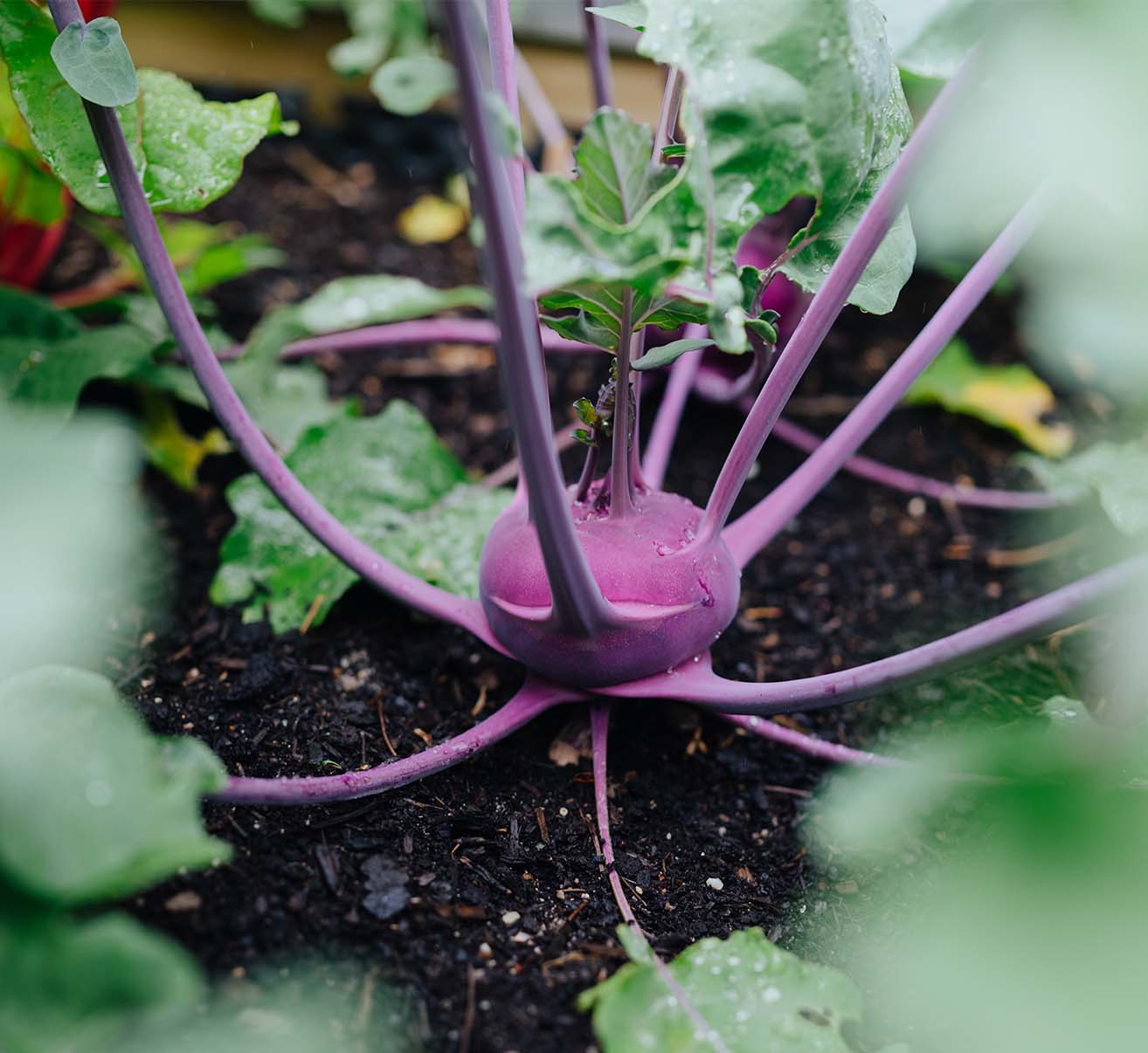Kohlrabi selber anbauen