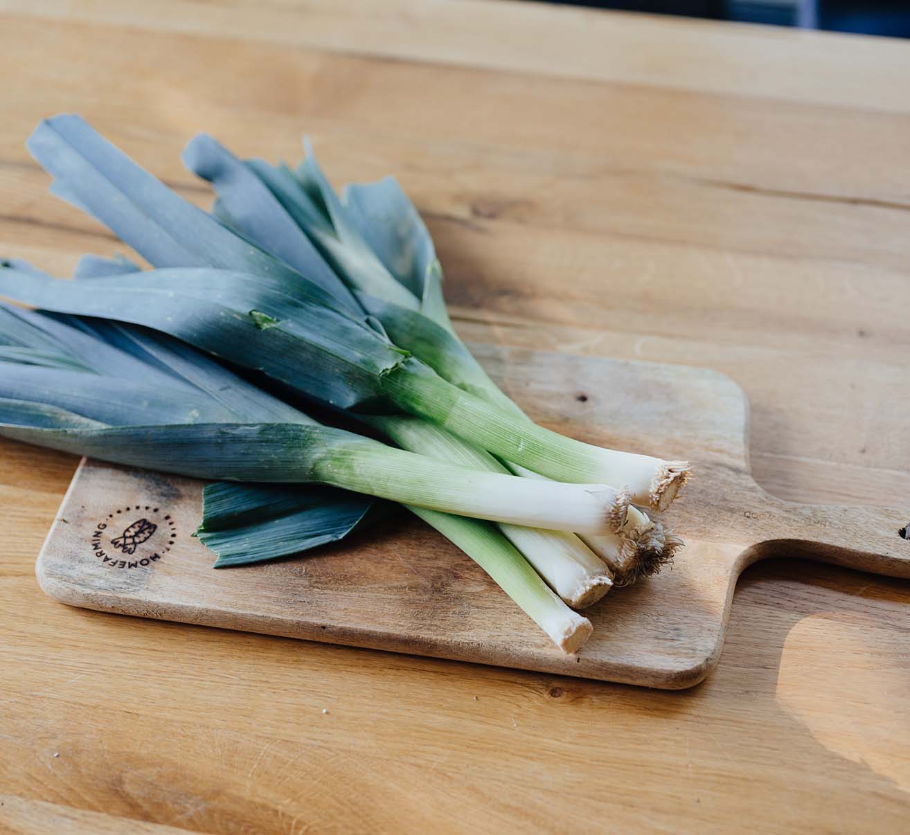 Lauch und Porree selber pflanzen