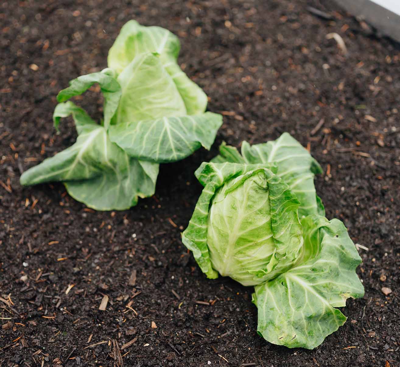 Spitzkohl selber anbauen