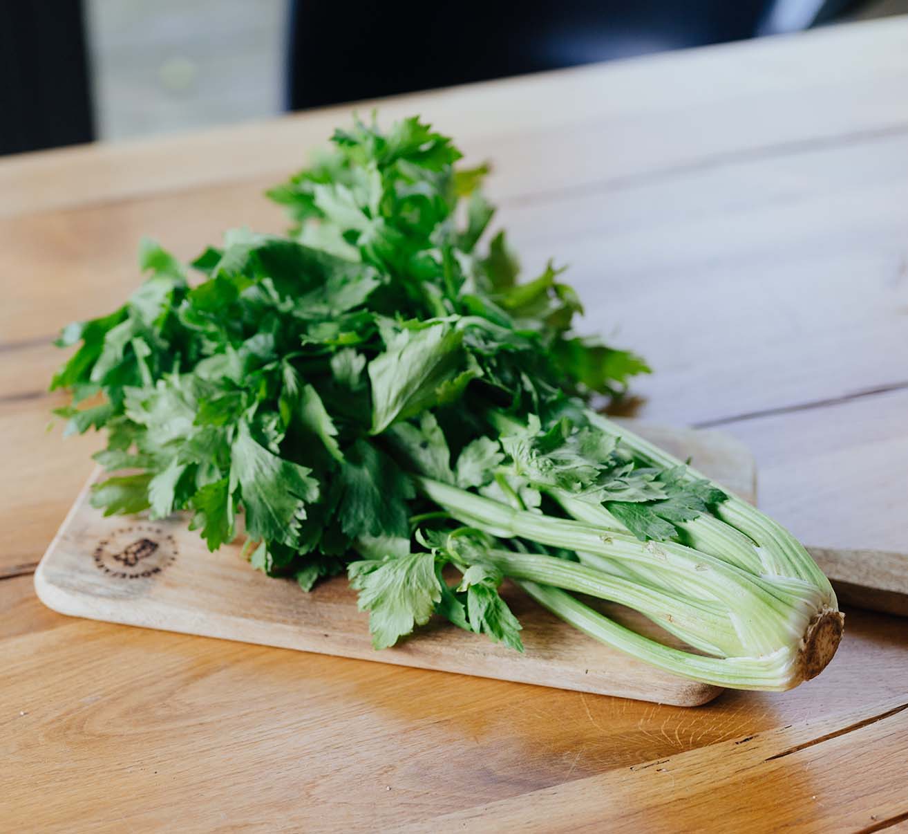 Stangensellerie selber pflanzen