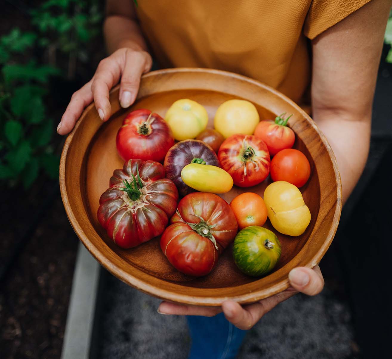 Tomaten selber pflanzen
