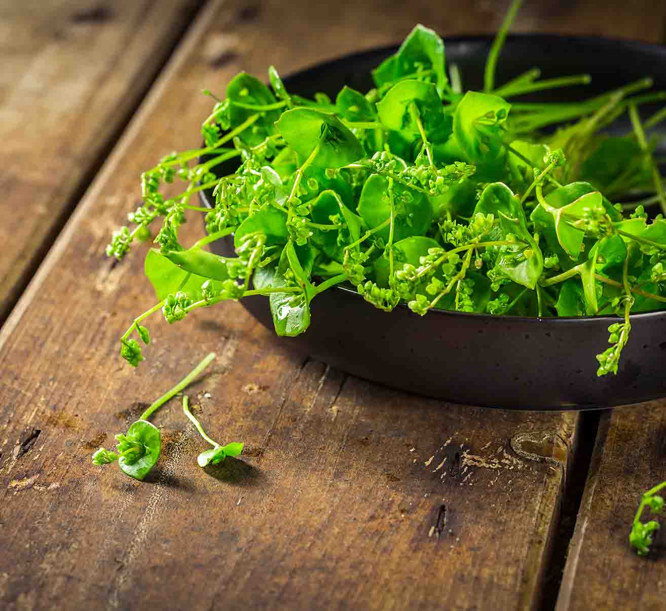 Winterpostelein selber pflanzen