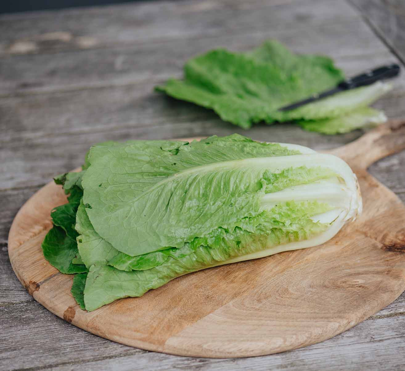 Romanasalat selber anbauen