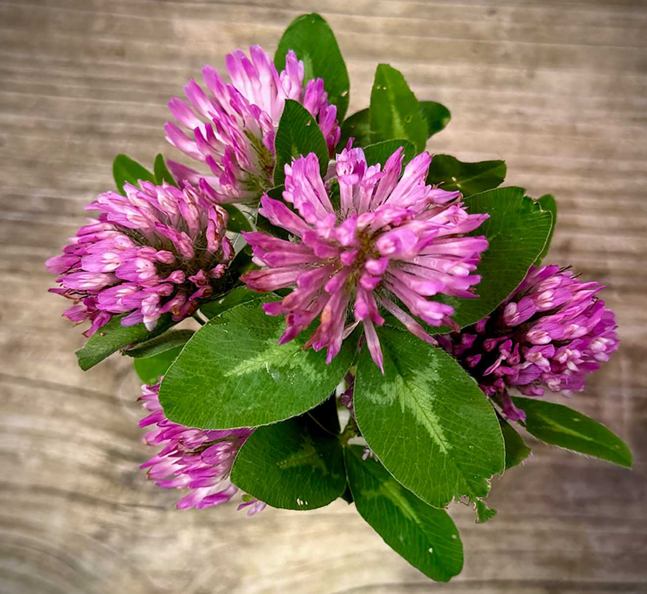 Rotklee Essig Rezept