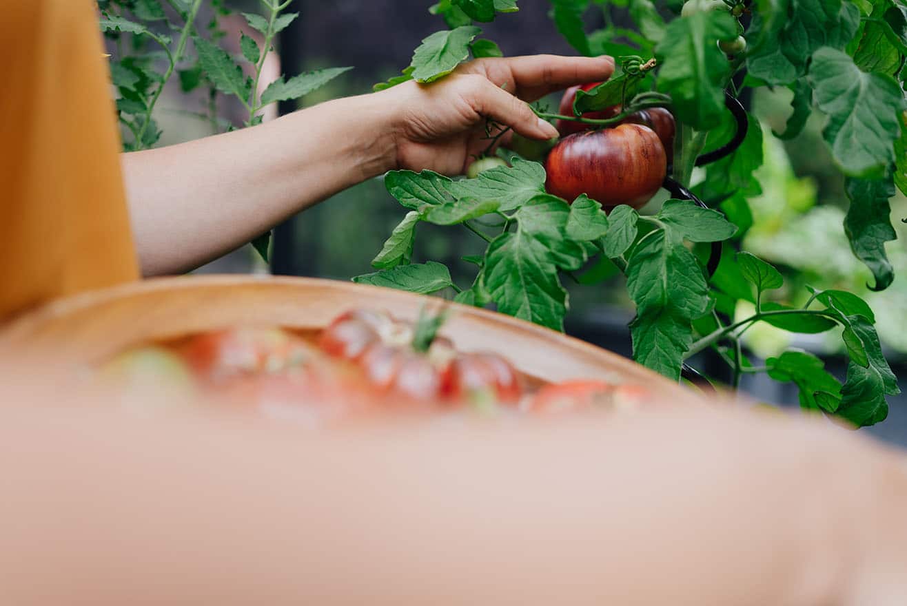 Top 10 Tomatensorten