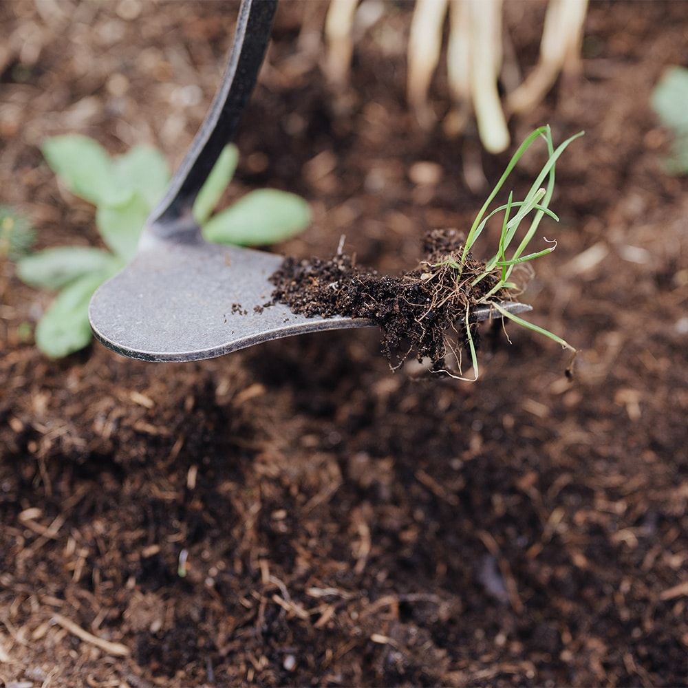 Unkraut-Sichelhacke mit Unkraut 2.0