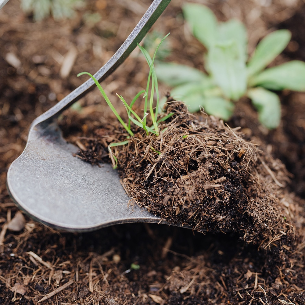 Unkraut-Sichelhacke mit Unkraut