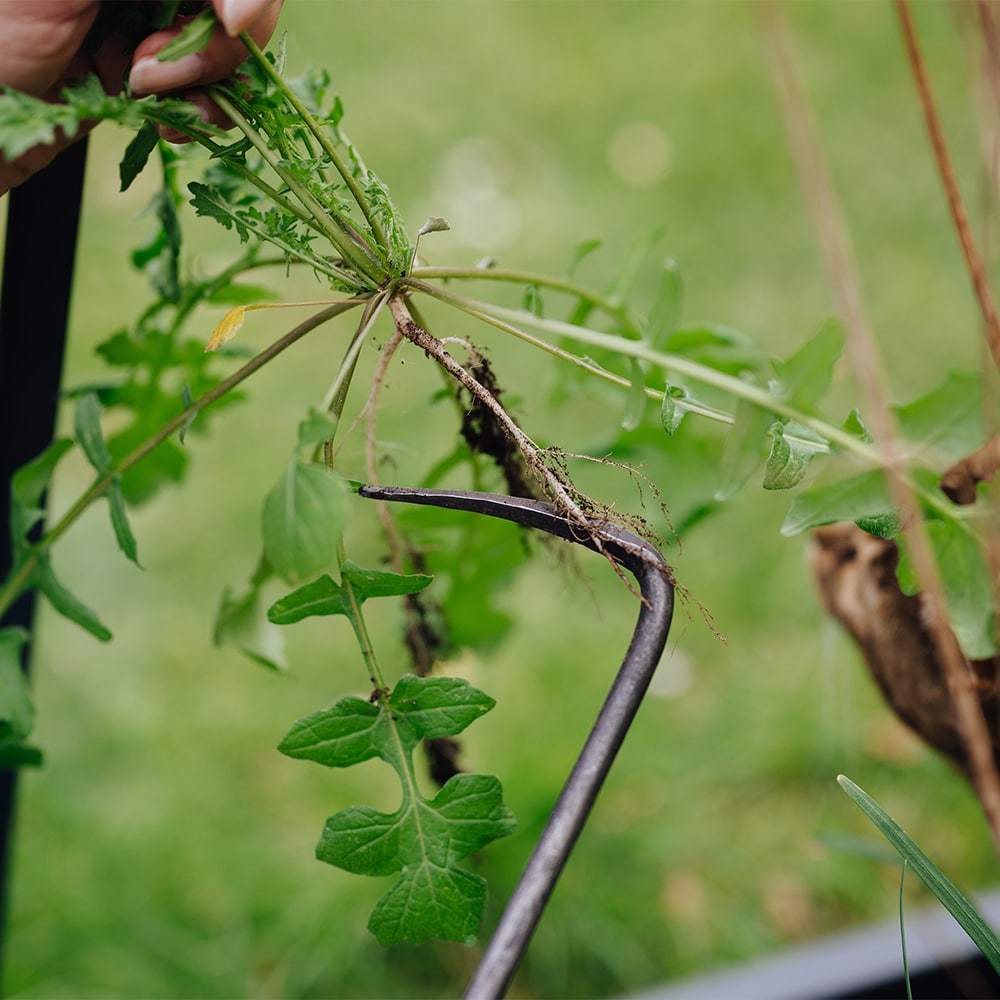 Homefarming-Unkrautjäter mit Unkraut