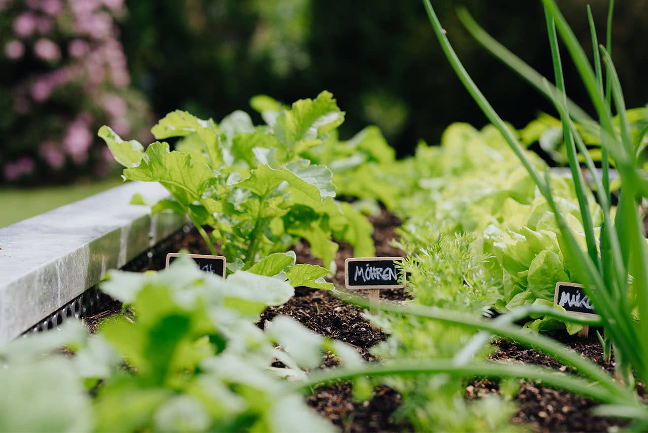 Winterkulturen im Hochbeet